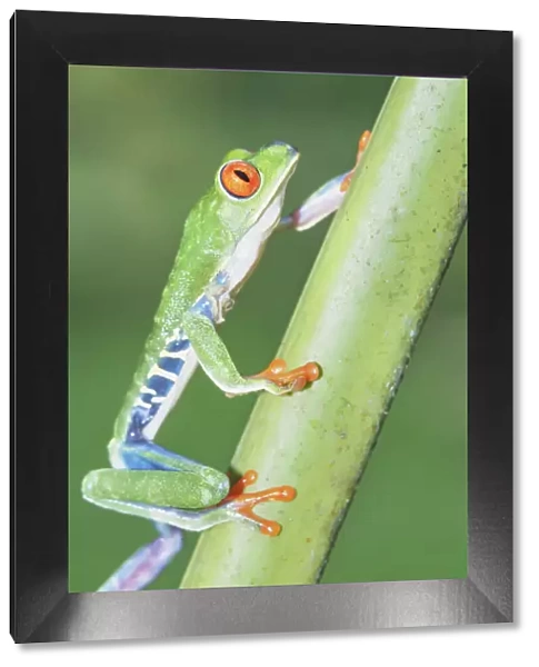 Red eyed tree frog (Agalychins callydrias) climbing green stem, Costa Rica