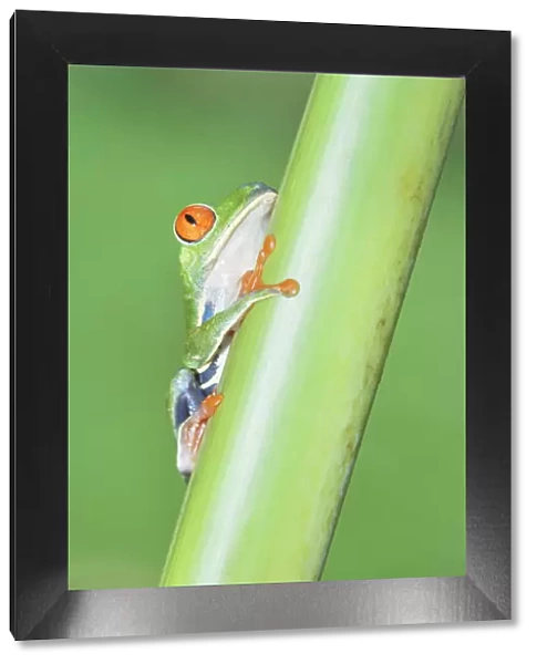 Red-eyed Treefrog (Agalychins callydrias) climbing green stem, Costa Rica