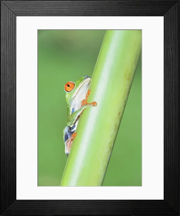 Framed Print : Red-eyed Treefrog (Agalychins callydrias) climbing green stem, Costa Rica Framed Print : Red-eyed Treefrog (Agalychins callydrias) climbing green stem, Costa Rica