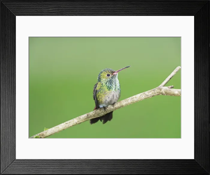 Framed Print : Rufous-tailed hummingbird (Amazilia tzacatl) on branch, Costa Rica