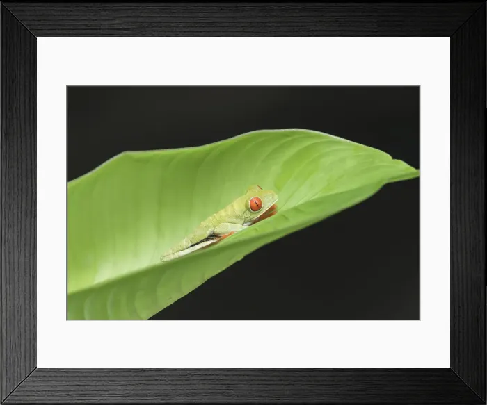 Framed Print : Red-eyed tree frog (Agalychnis Callidryas) climbing leaf, Costa Rica Framed Print : Red-eyed tree frog (Agalychnis Callidryas) climbing leaf, Costa Rica