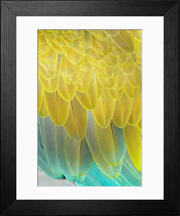 Framed Print : Military macaw (Ara militaris) feathers, close-up, Costa Rica Framed Print : Military macaw (Ara militaris) feathers, close-up, Costa Rica