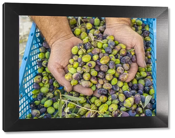 Hand picked Olives, Athienou, Cyprus