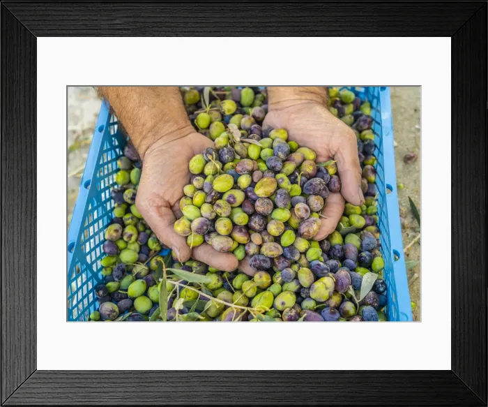 Framed Print : Hand picked Olives, Athienou, Cyprus Framed Print : Hand picked Olives, Athienou, Cyprus