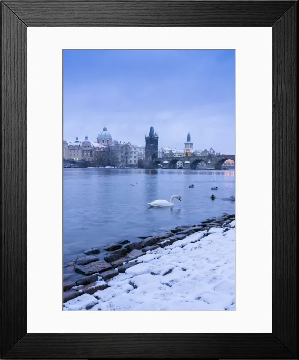 Framed Print : Swan swimming in Vltava River near Charles bridge against snowy sky in winter, Prague