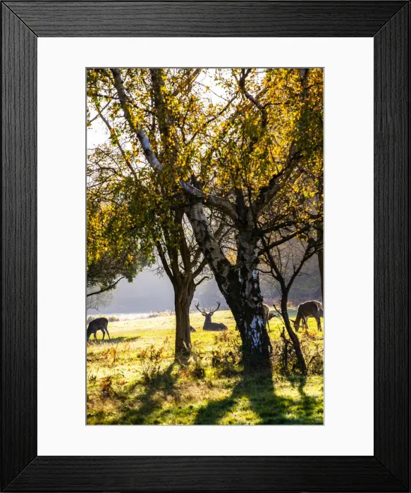 Framed Print : Deer in Windsor Great Park, Windsor, Berkshire, United Kingdom Framed Print : Deer in Windsor Great Park, Windsor, Berkshire, United Kingdom