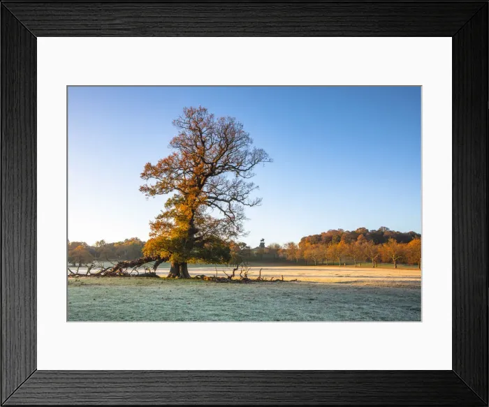 Framed Print : Windsor Great Park, Windsor, Berkshire, United Kingdom Framed Print : Windsor Great Park, Windsor, Berkshire, United Kingdom