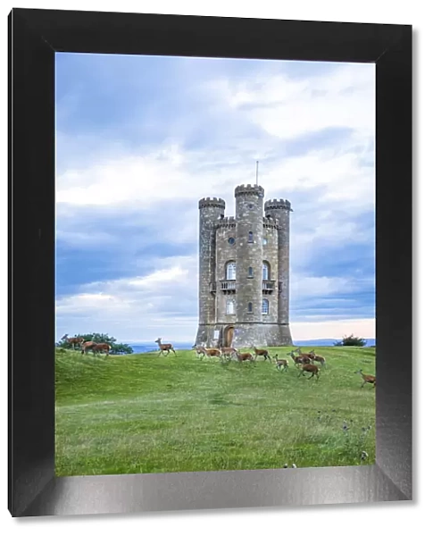 Broadway Tower and deer, Broadway, the Cotswolds, England, UK