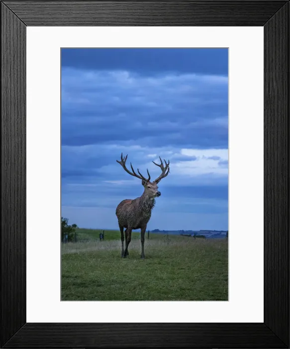 Framed Print : Stag, Broadway, the Cotswolds, England, UK