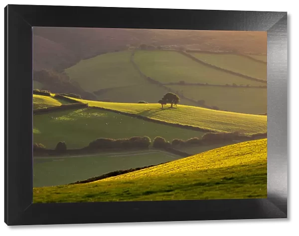 Beautiful rolling countryside in evening sunlight, Exmoor, Somerset, England