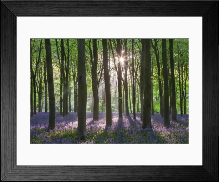 Framed Print : Bluebell woodland in spring time, Wiltshire, England Framed Print : Bluebell woodland in spring time, Wiltshire, England