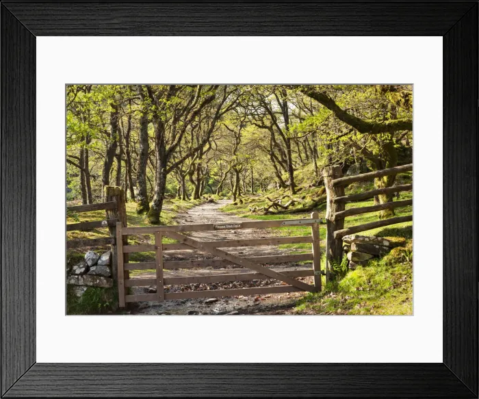Framed Print : Footpath through Badgworthy Wood in Doone Country, Exmoor, Somerset, England