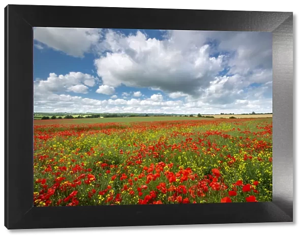 Poppy field in beautiful summer countryside, Dorset, England
