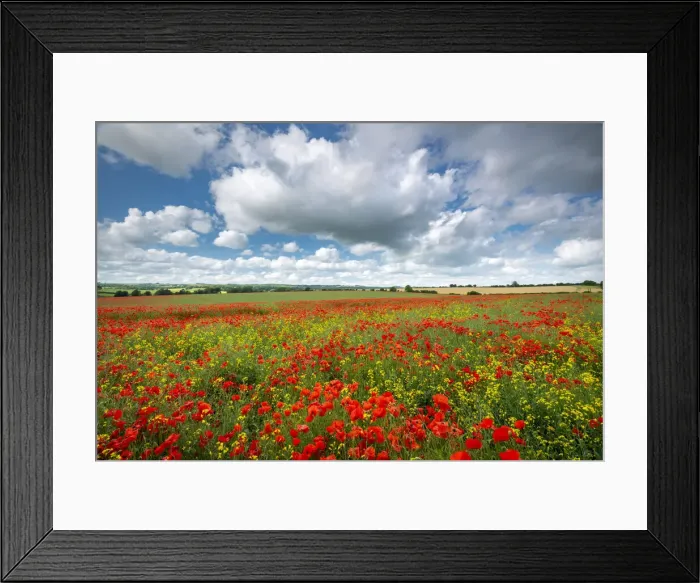 Framed Print : Poppy field in beautiful summer countryside, Dorset, England Framed Print : Poppy field in beautiful summer countryside, Dorset, England