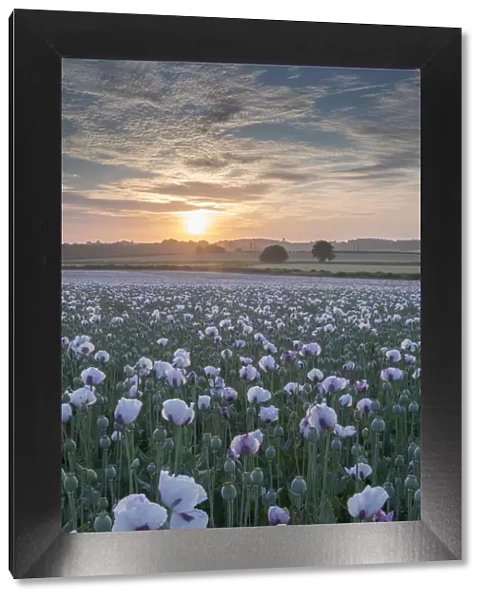 Sunrise over an opium poppyfield in Dorset, England