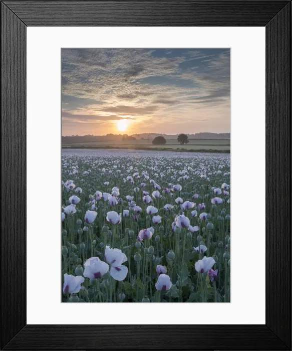 Framed Print : Sunrise over an opium poppyfield in Dorset, England Framed Print : Sunrise over an opium poppyfield in Dorset, England