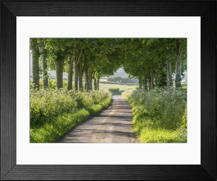 Framed Print : Tree lined country lane in summer time, Dorset, England Framed Print : Tree lined country lane in summer time, Dorset, England