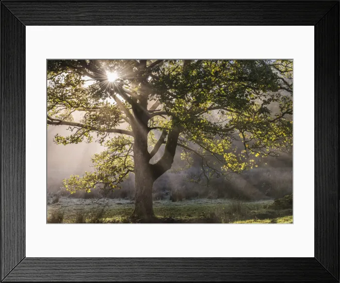 Framed Print : Morning sunshine streaming through the branches of a deciduous tree in the Lake District Framed Print : Morning sunshine streaming through the branches of a deciduous tree in the Lake District