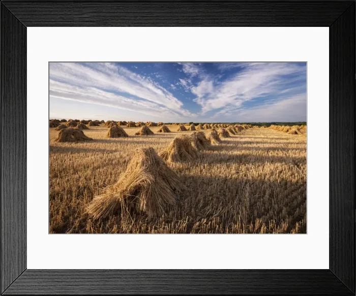 Framed Print : Traditionally harvested straw stooks, Coldridge, Devon, England Framed Print : Traditionally harvested straw stooks, Coldridge, Devon, England