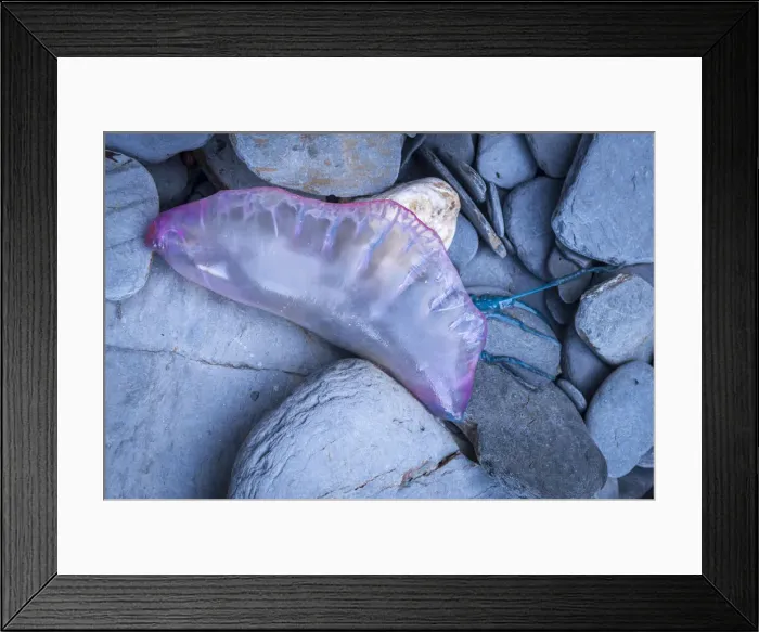 Framed Print : Dead Portuguese Man of War (Physalia physalis) siphonophore washed up on the rocky shore Framed Print : Dead Portuguese Man of War (Physalia physalis) siphonophore washed up on the rocky shore