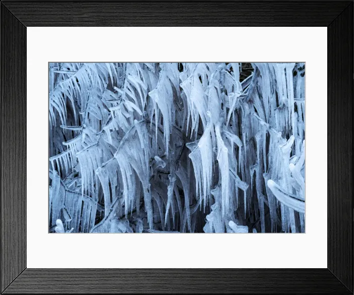 Framed Print : Icicles formed on trees on a freezing morning, Devon, England. Winter (February) 2021 Framed Print : Icicles formed on trees on a freezing morning, Devon, England. Winter (February) 2021