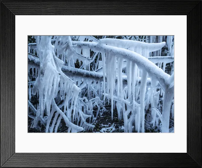 Framed Print : Icicles formed on trees, Devon, England. Winter (February) 2021 Framed Print : Icicles formed on trees, Devon, England. Winter (February) 2021