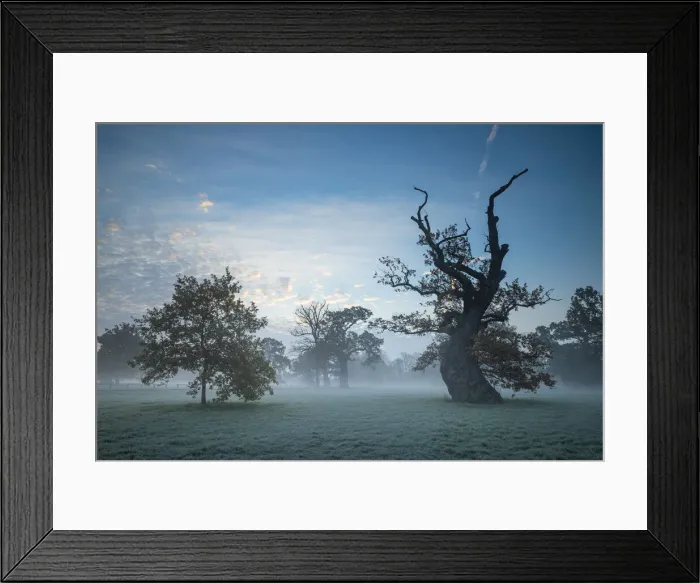 Framed Print : Trees at Blenheim Park, Blenheim Palace, Woodstock, Oxfordshire, England Framed Print : Trees at Blenheim Park, Blenheim Palace, Woodstock, Oxfordshire, England