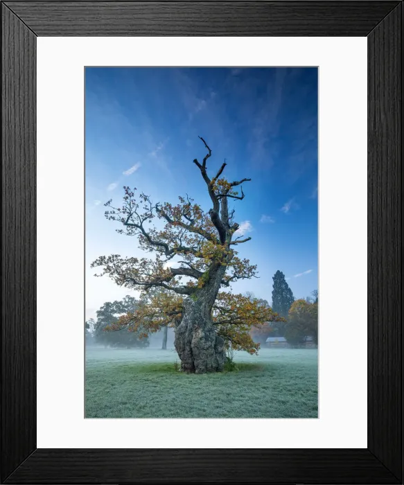 Framed Print : Old tree, Blenheim Palace, Blenheim Park, Woodstock, Oxfordshire, England Framed Print : Old tree, Blenheim Palace, Blenheim Park, Woodstock, Oxfordshire, England