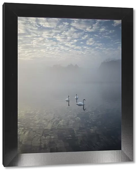 Swans at Bladon lake, Blenheim Palace, Blenheim Park, Woodstock, Oxfordshire, England