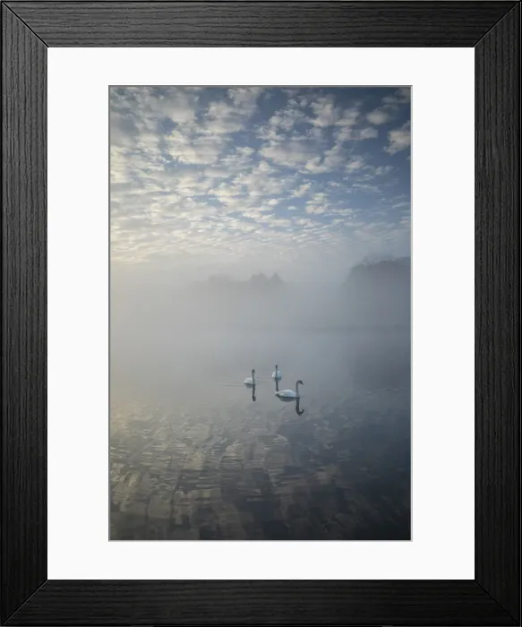 Framed Print : Swans at Bladon lake, Blenheim Palace, Blenheim Park, Woodstock, Oxfordshire, England Framed Print : Swans at Bladon lake, Blenheim Palace, Blenheim Park, Woodstock, Oxfordshire, England