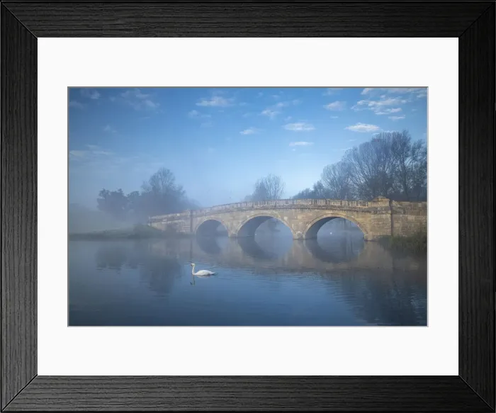 Framed Print : Swans at Bladon Bridge, Blenheim Palace, Blenheim Park, Woodstock, Oxfordshire, England Framed Print : Swans at Bladon Bridge, Blenheim Palace, Blenheim Park, Woodstock, Oxfordshire, England