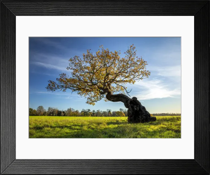 Framed Print : Bonsai shaped tree, Blenheim Park, Blenheim Palace, Woodstock, Oxfordshire, England Framed Print : Bonsai shaped tree, Blenheim Park, Blenheim Palace, Woodstock, Oxfordshire, England