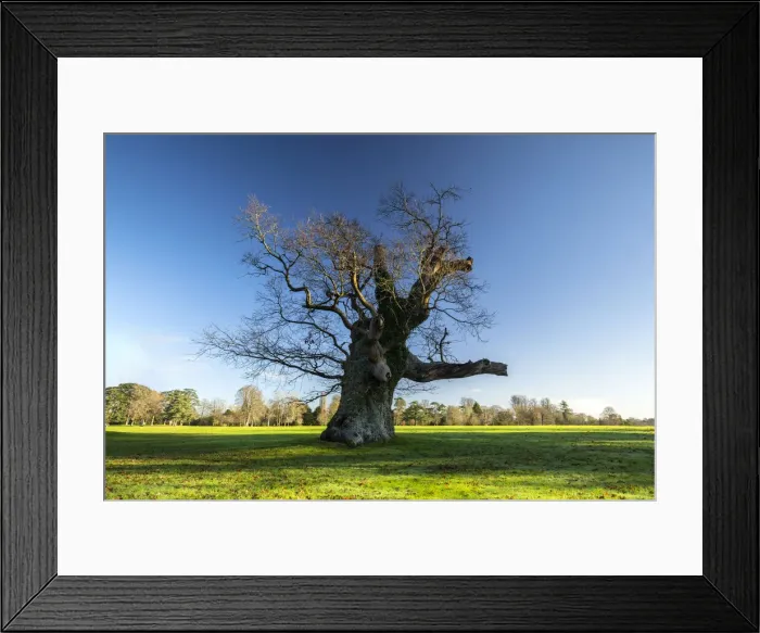 Framed Print : Old tree, Blenheim Palace, Blenheim Park, Woodstock, Oxfordshire, England Framed Print : Old tree, Blenheim Palace, Blenheim Park, Woodstock, Oxfordshire, England