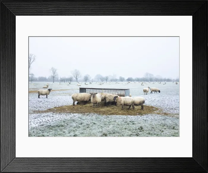 Framed Print : Sheep in the landscape, Launton, Oxfordshire, England Framed Print : Sheep in the landscape, Launton, Oxfordshire, England