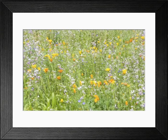 Framed Print : Wildflower meadow in Westgate Gardens, Canterbury, Kent, England Framed Print : Wildflower meadow in Westgate Gardens, Canterbury, Kent, England