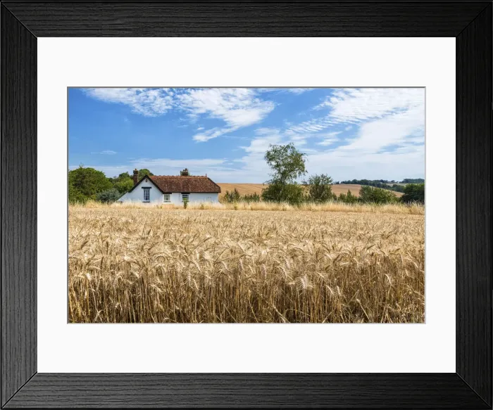 Framed Print : House in the wheat near Chilham, Kent, England Framed Print : House in the wheat near Chilham, Kent, England
