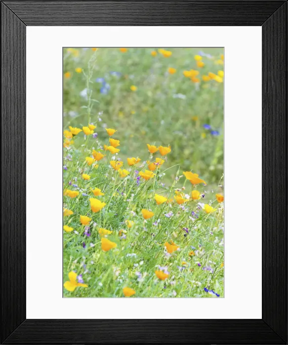 Framed Print : Wildflower meadow in Westgate Gardens, Canterbury, Kent, England Framed Print : Wildflower meadow in Westgate Gardens, Canterbury, Kent, England