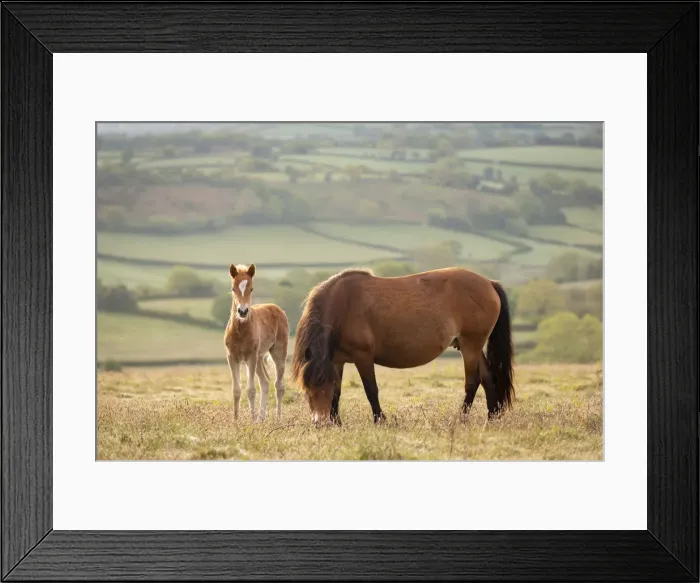 Framed Print : Mother and foal Dartmoor Ponies grazing on the moor, Dartmoor National Park, Devon Framed Print : Mother and foal Dartmoor Ponies grazing on the moor, Dartmoor National Park, Devon