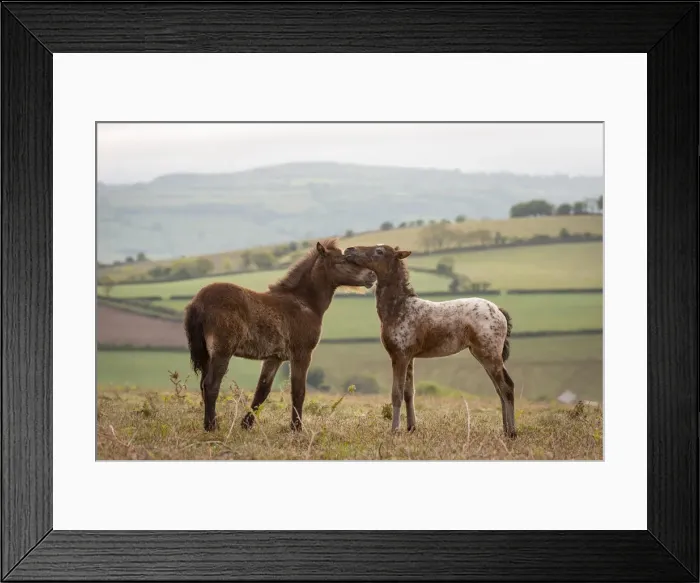 Framed Print : Dartmoor Pony foals nuzzling, Dartmoor National Park, Devon, England