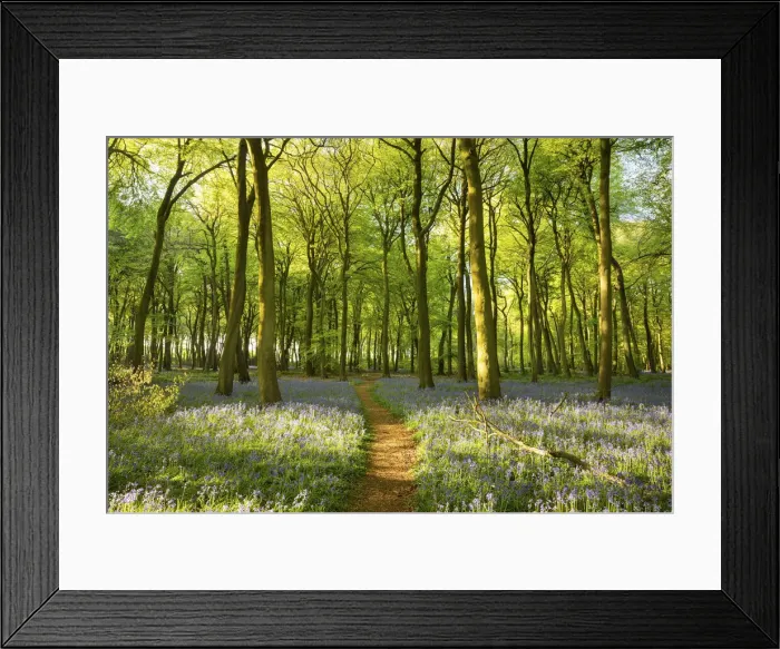 Framed Print : Bluebells, Henley, Oxfordshire England, UK Framed Print : Bluebells, Henley, Oxfordshire England, UK