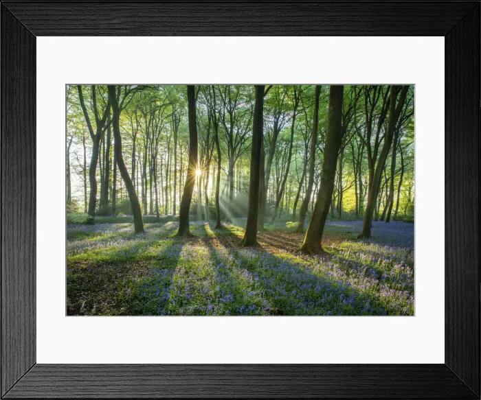 Framed Print : Bluebells, Henley, Oxfordshire England, UK Framed Print : Bluebells, Henley, Oxfordshire England, UK