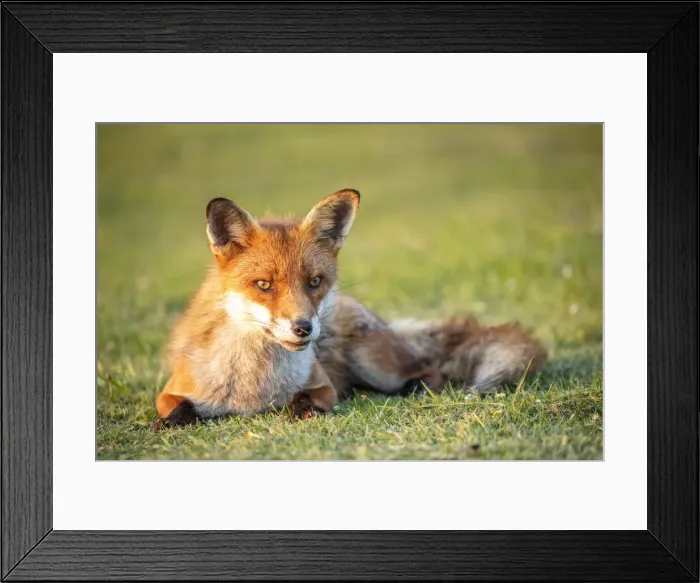 Framed Print : Fox, Isle of White, England, UK Framed Print : Fox, Isle of White, England, UK