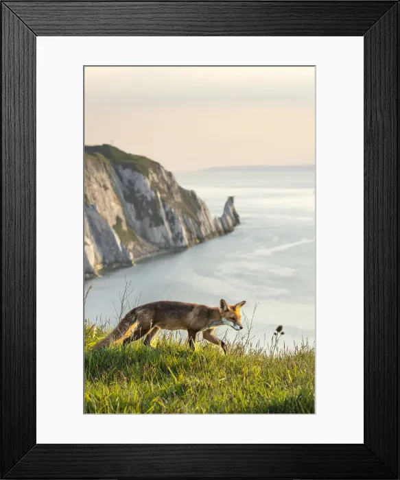 Framed Print : Fox and the Needles, Isle of White, England, UK Framed Print : Fox and the Needles, Isle of White, England, UK