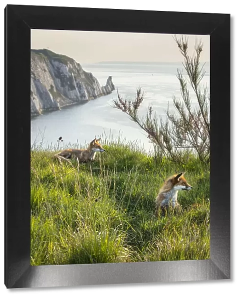 Foxes and the Needles, Isle of White, England, UK