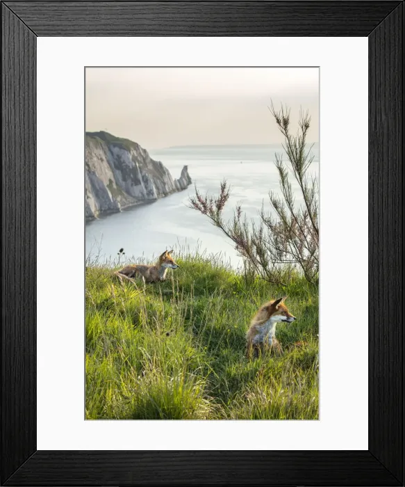 Framed Print : Foxes and the Needles, Isle of White, England, UK Framed Print : Foxes and the Needles, Isle of White, England, UK