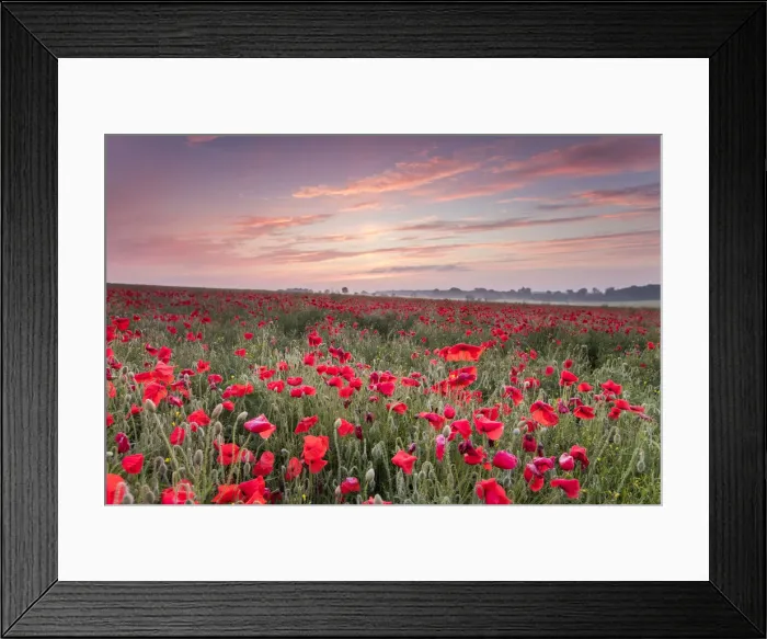 Framed Print : Poppies, The Cotswolds, England, UK Framed Print : Poppies, The Cotswolds, England, UK