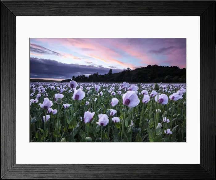Framed Print : Opium Poppies, Oxford, Oxfordshire, England, UK Framed Print : Opium Poppies, Oxford, Oxfordshire, England, UK