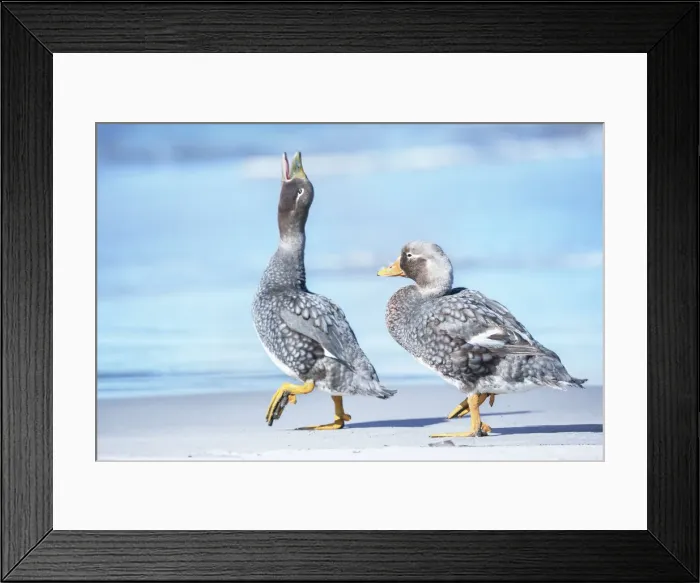 Framed Print : Steamer ducks (Tachyeres brachypterus) walking, Sea Lion Island, Falkland Islands Framed Print : Steamer ducks (Tachyeres brachypterus) walking, Sea Lion Island, Falkland Islands