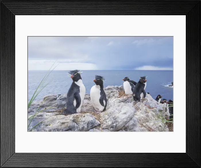 Framed Print : Rockhopper penguins (Eudyptes chrysocome chrysocome), East Falkland, Falkland Islands Framed Print : Rockhopper penguins (Eudyptes chrysocome chrysocome), East Falkland, Falkland Islands