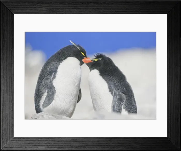 Framed Print : Two Rockhopper penguins (Eudyptes chrysocome chrysocome) showing affection Framed Print : Two Rockhopper penguins (Eudyptes chrysocome chrysocome) showing affection